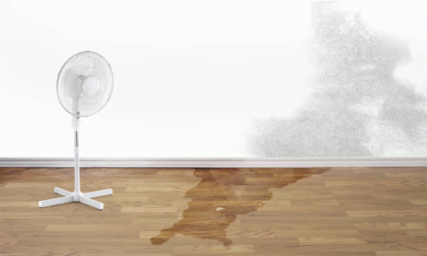 Best Flood damage cleanup  in Tyler, TX